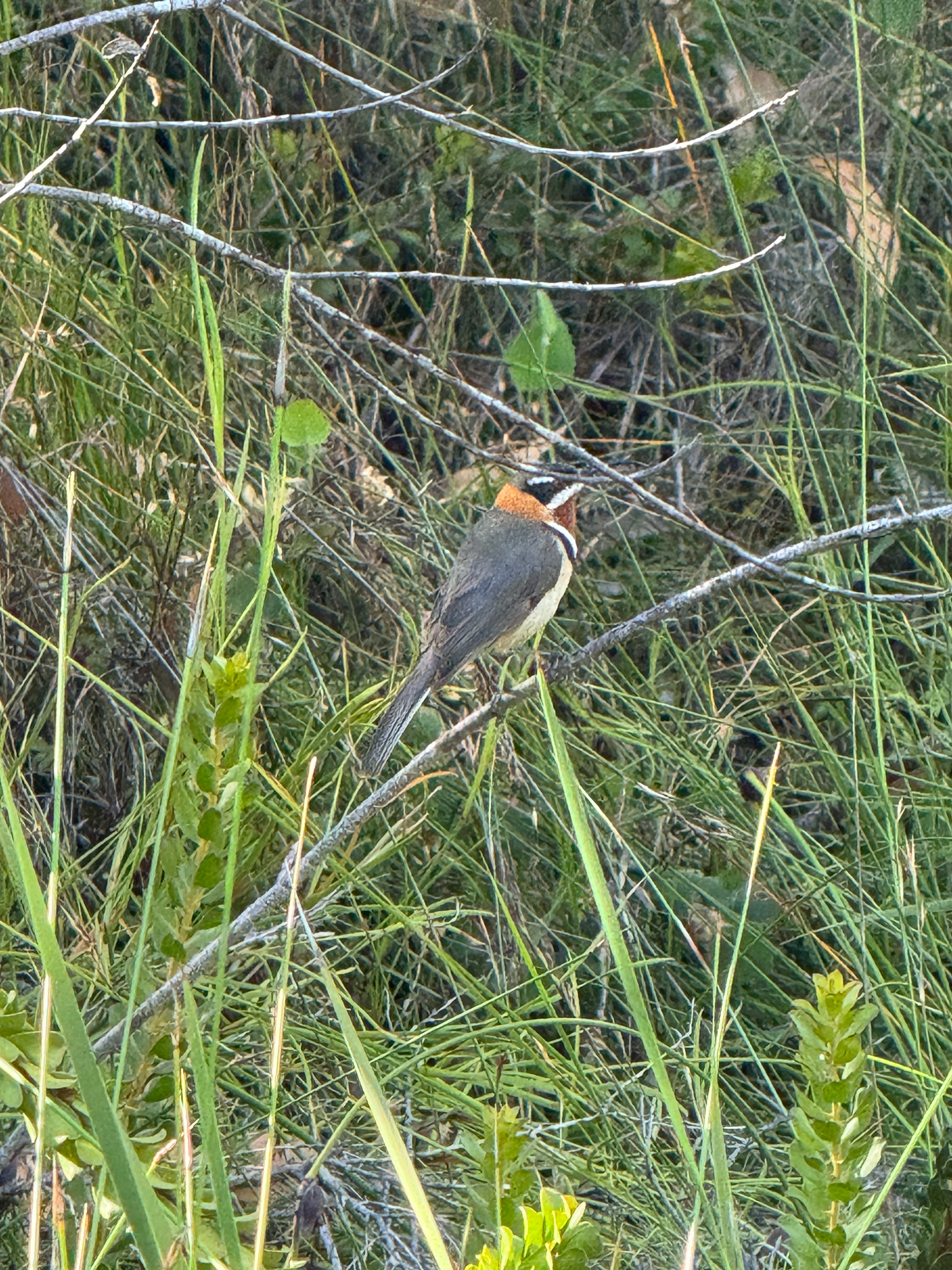 Western Spinebill (Acanthorhynchus superciliosus), photo 1