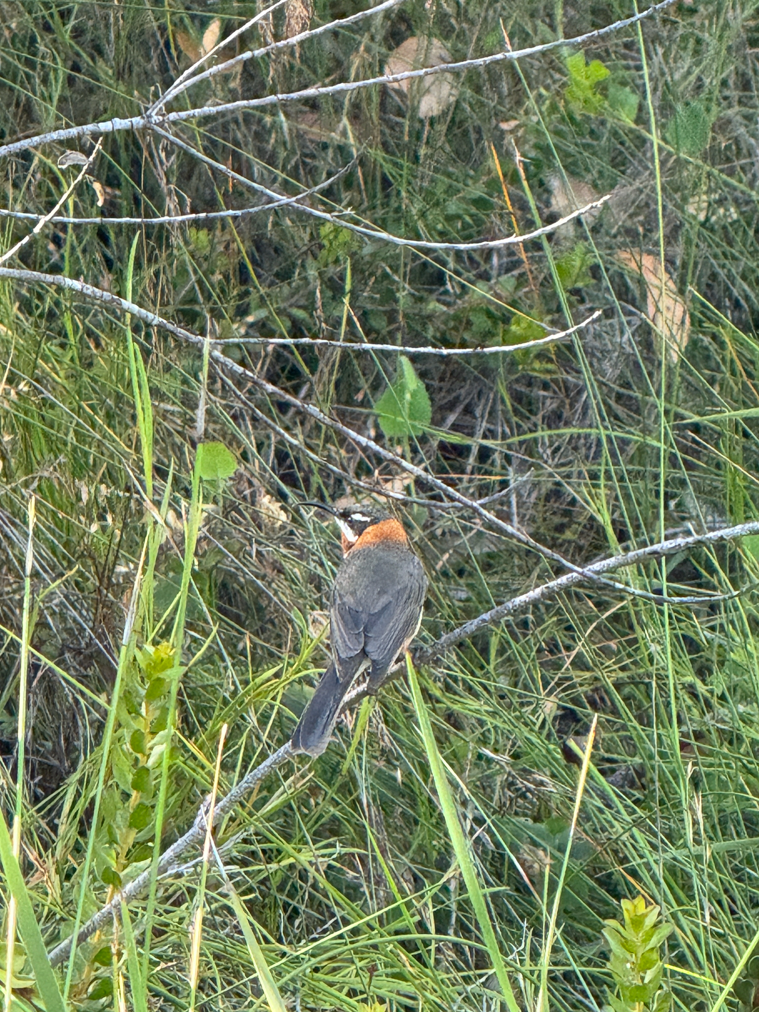 Western Spinebill (Acanthorhynchus superciliosus), photo 2
