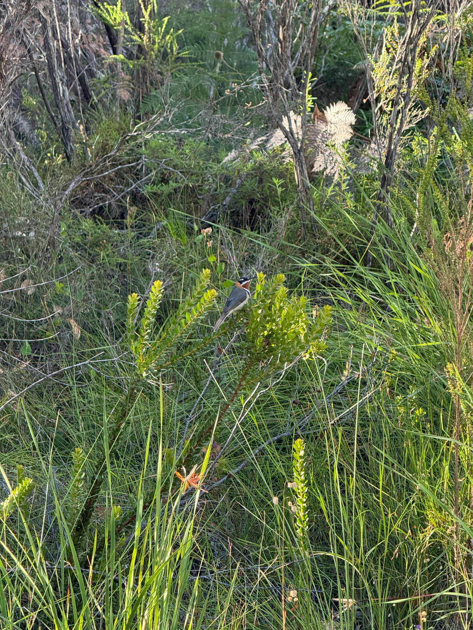Western Spinebill (Acanthorhynchus superciliosus), photo 5