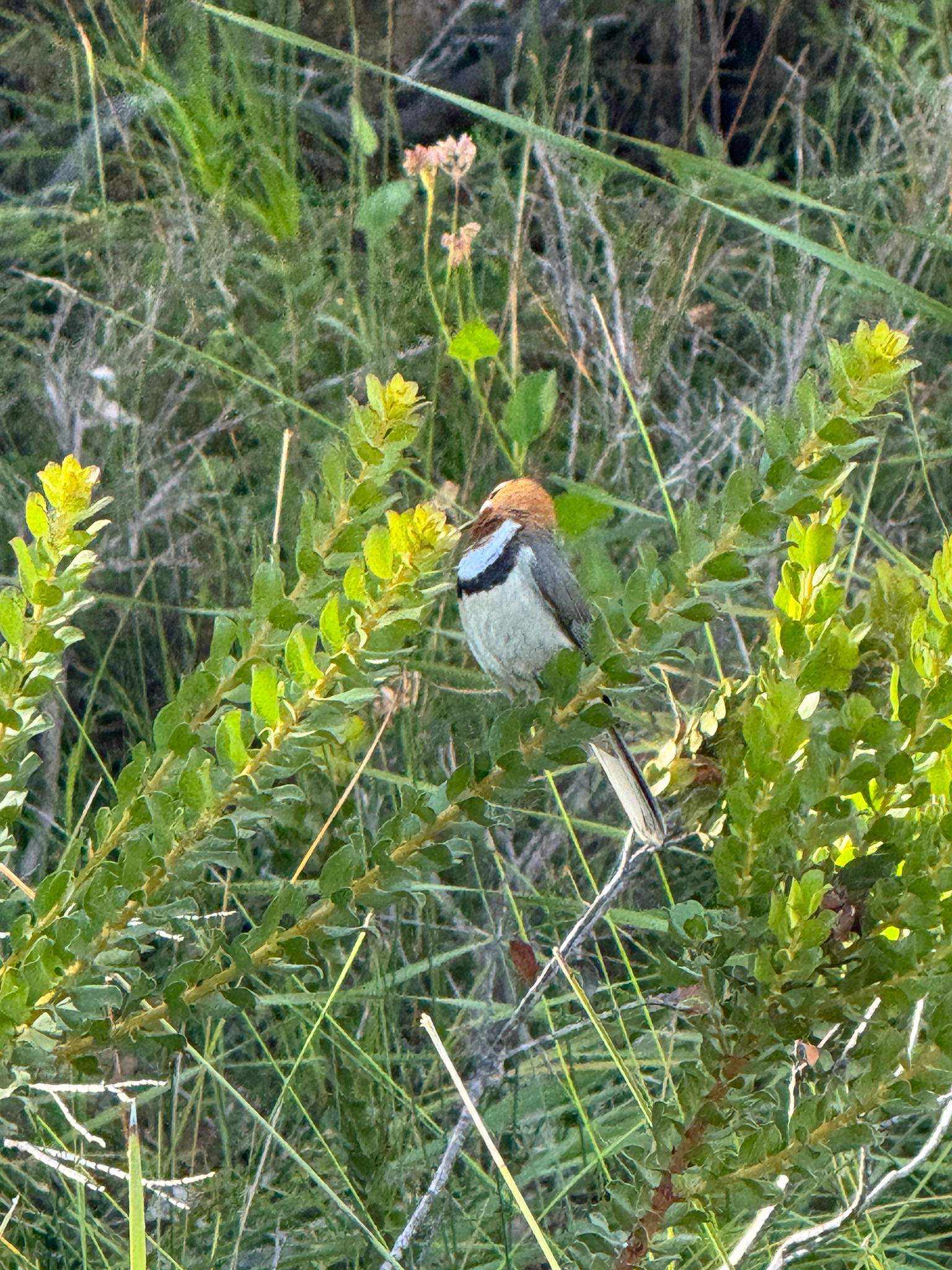 Western Spinebill (Acanthorhynchus superciliosus), photo 3