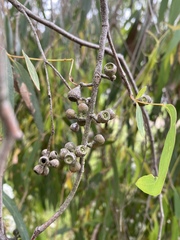Eucalyptus radiata