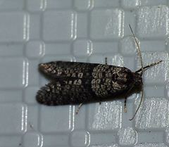 Lepidoscia annosella