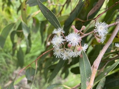 Eucalyptus radiata