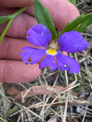 Royal Robe (Scaevola calliptera)