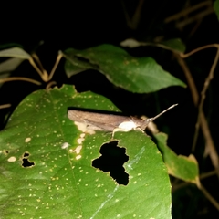 Desmoptera truncatipennis