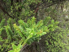 Veronica subfulvida