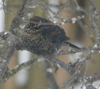 Rusty Blackbird (Euphagus carolinus), photo 5
