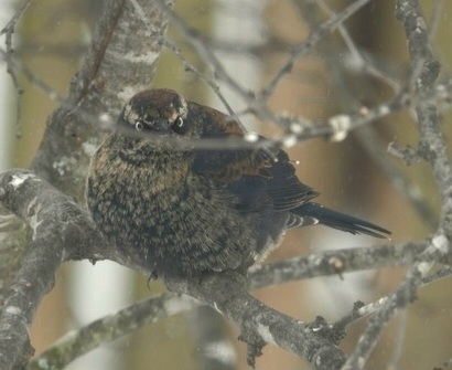Rusty Blackbird (Euphagus carolinus), photo 6