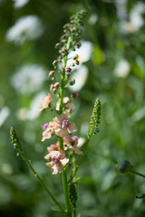 Verbascum × rubiginosum