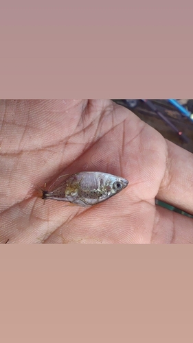 White piranha