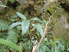 Lysimachia ardisioides