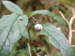 Lysimachia ardisioides