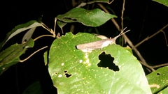 Desmoptera truncatipennis
