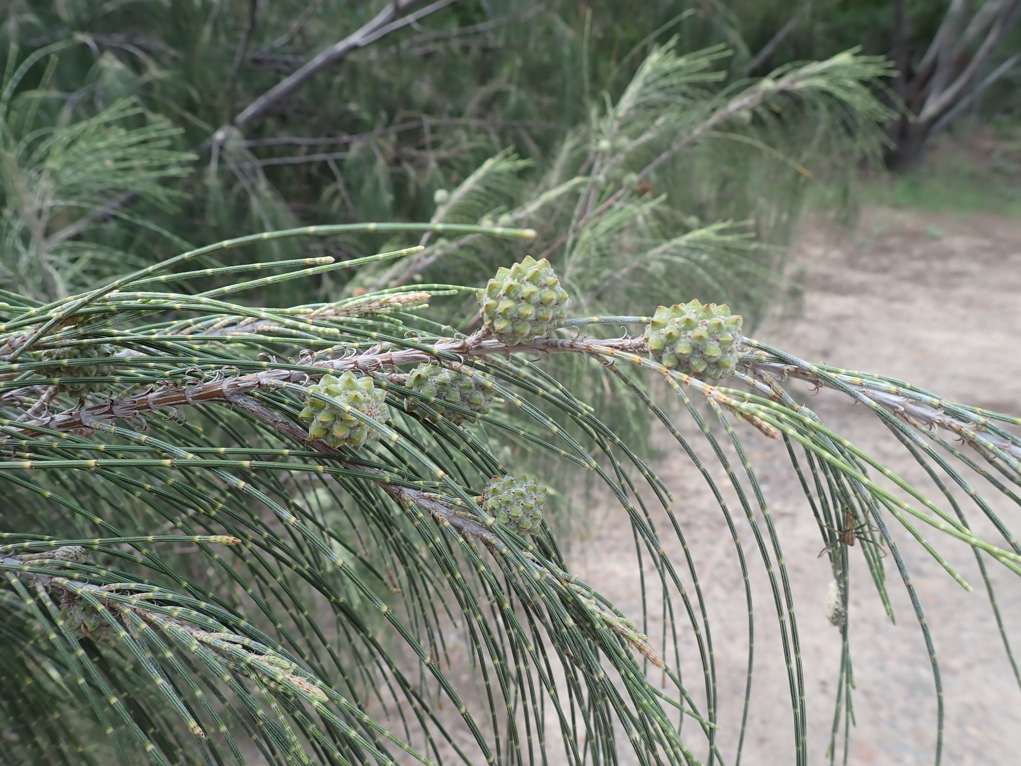 Foto de Casuarina equisetifolia L.