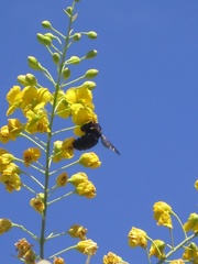 Xylocopa sonorina