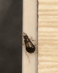 Blattodea