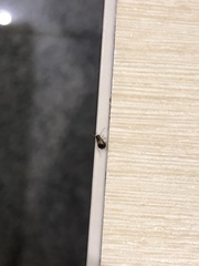 Blattodea