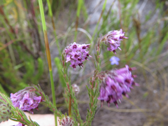 Erica barbigeroides