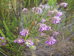 Erica barbigeroides