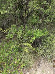 Veronica subfulvida