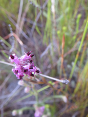 Erica barbigeroides