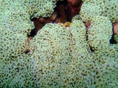 Fimbriaphyllia ancora