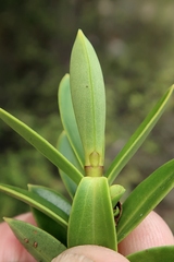 Veronica subfulvida