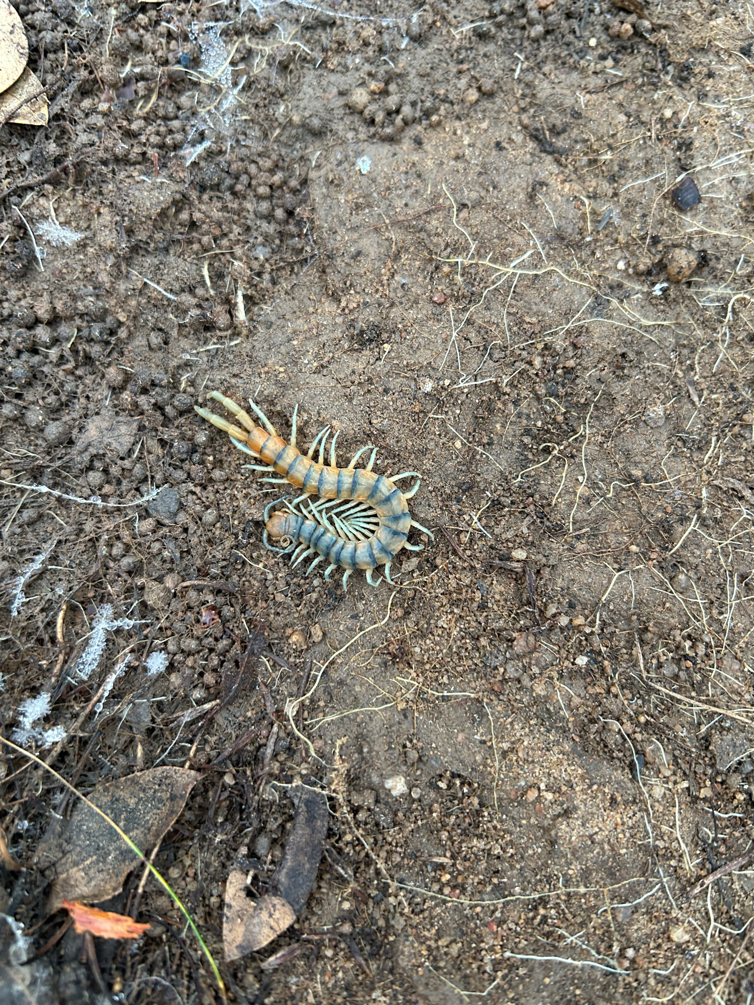 Scolopendra polymorpha Wood, 1861