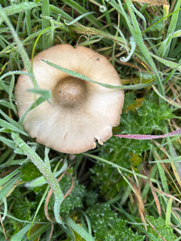 Volvopluteus gloiocephalus · January 2026 · photo: © ninazhao (iNaturalist, cc-by)