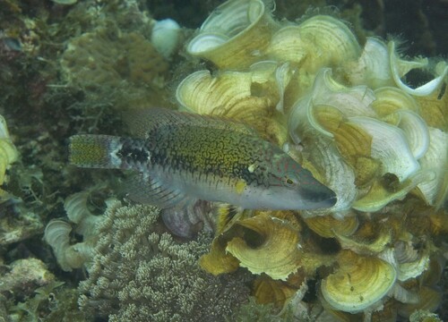 Slender Maori Wrasse — seen at this dive site