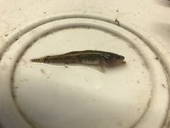 Philypnodon grandiceps