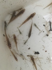 Philypnodon grandiceps