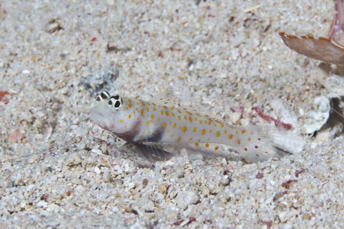 Spotted prawn-goby (Amblyeleotris guttata) — Gobiidae — 2
