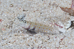 Amblyeleotris guttata