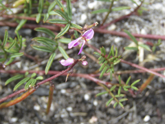 Indigofera sp16