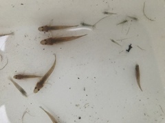 Philypnodon grandiceps