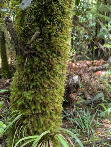 Cryptopodium bartramioides observed 2026-01-18