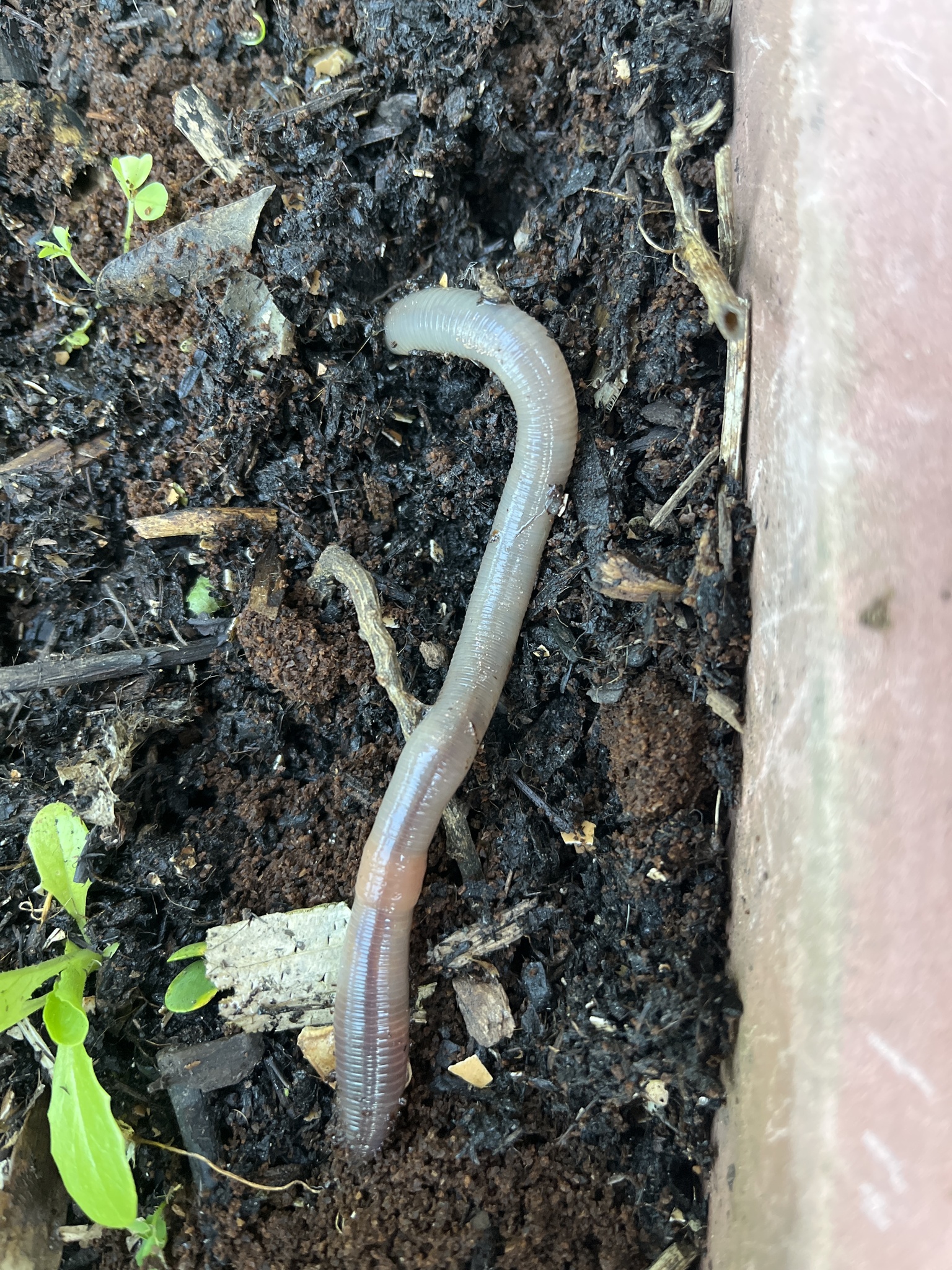 Lumbricus terrestris Linnaeus, 1758