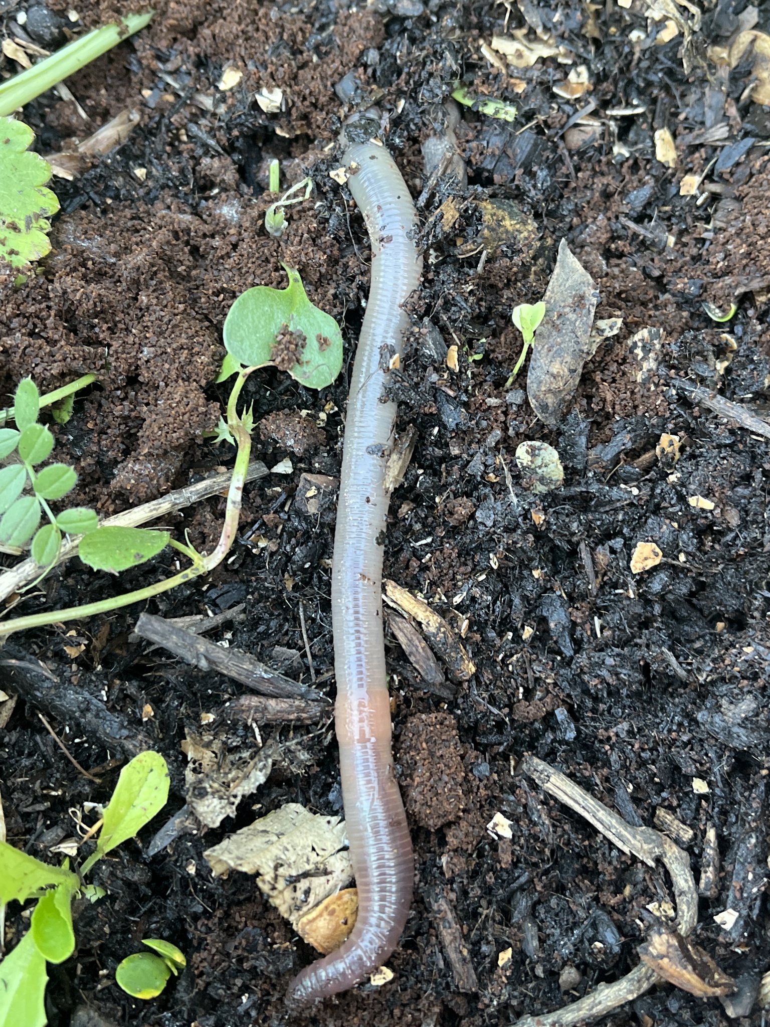 Lumbricus terrestris Linnaeus, 1758