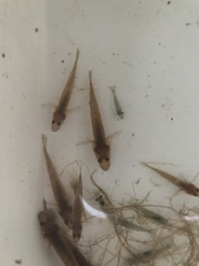 Philypnodon grandiceps