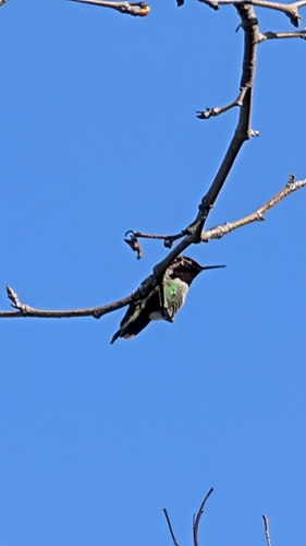 iNaturalist observation photo of Anna's Hummingbird