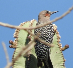 Melanerpes hypopolius