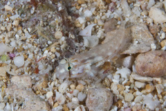 Gnatholepis cauerensis