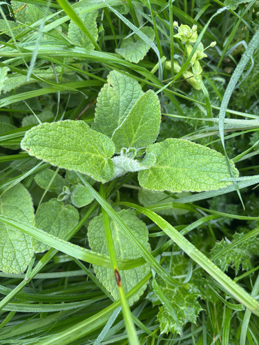 whitestem hedgenettle (Stachys albens)