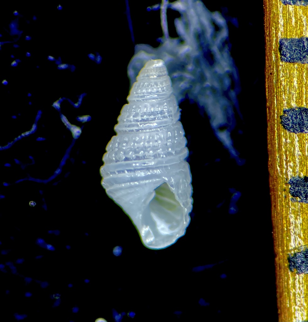 Fargoa bushiana