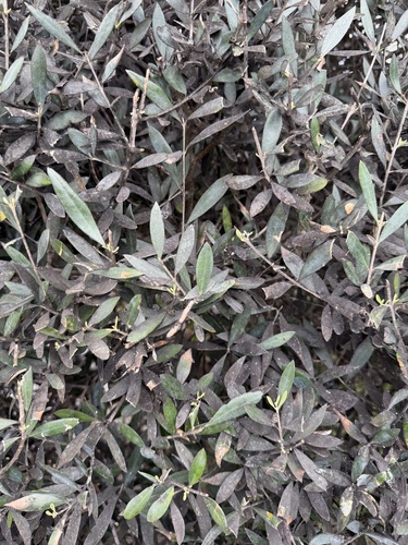 Olea europaea observed 2026-01-24