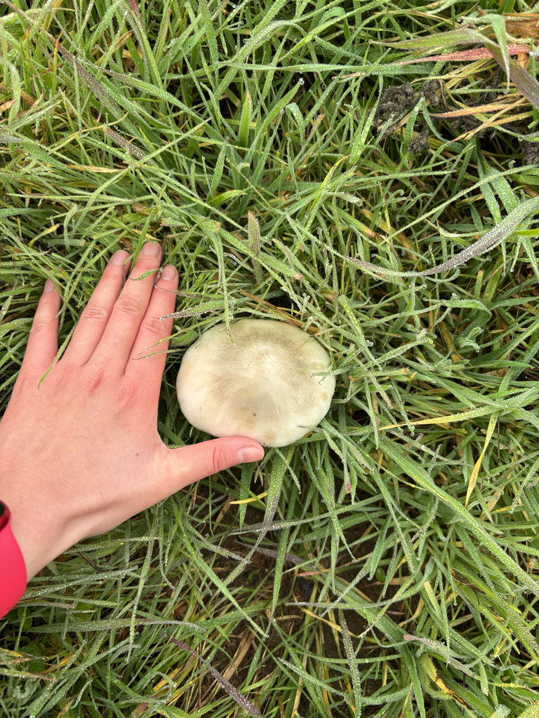 Volvopluteus gloiocephalus · January 2026 · photo: © ninazhao (iNaturalist, cc-by)