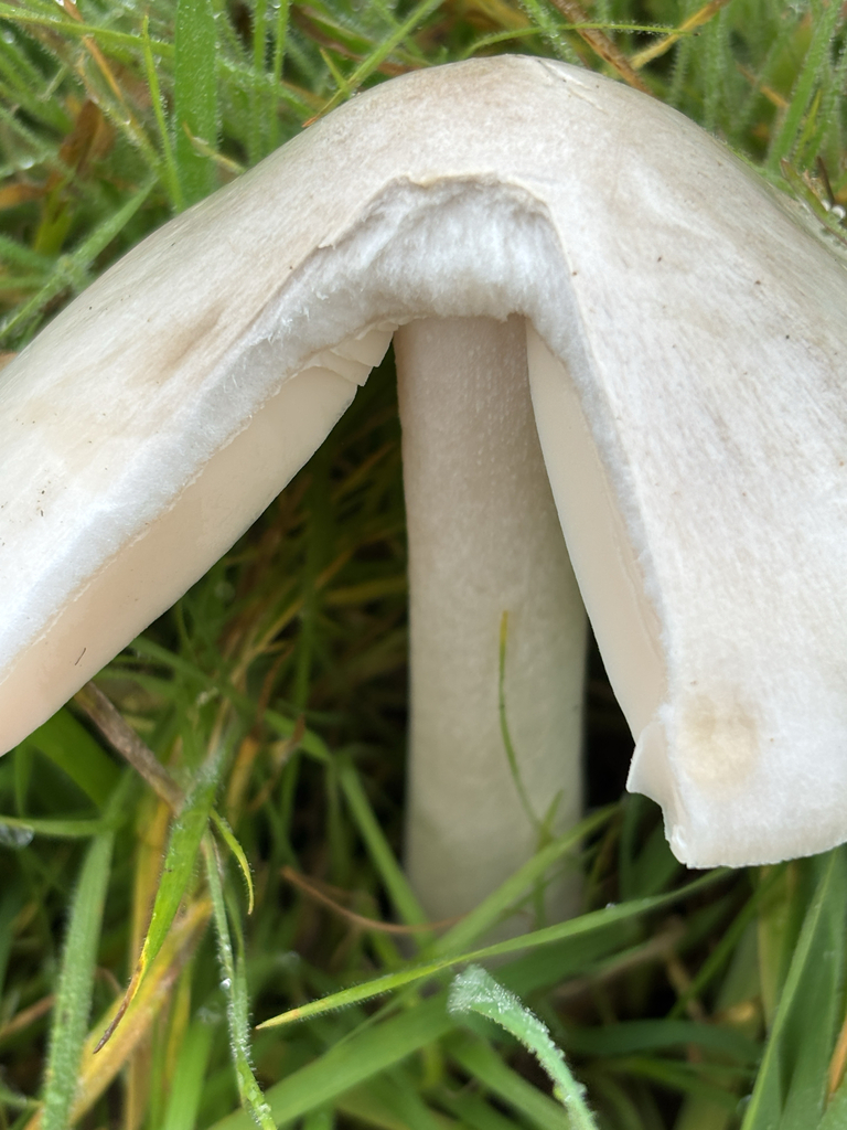 Volvopluteus gloiocephalus · January 2026 · photo: © ninazhao (iNaturalist, cc-by)