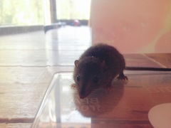 Antechinus mimetes