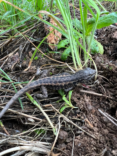iNaturalist observation photo of Western Side-blotched Lizard